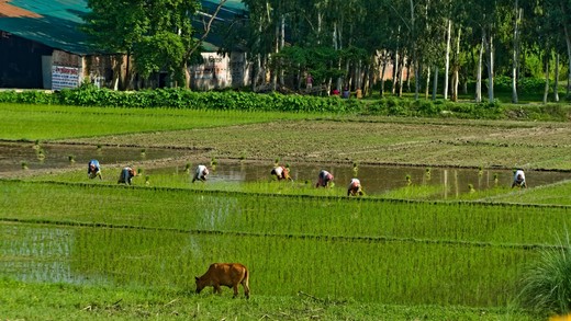 Equitable Pathways to Agricultural Adaptation